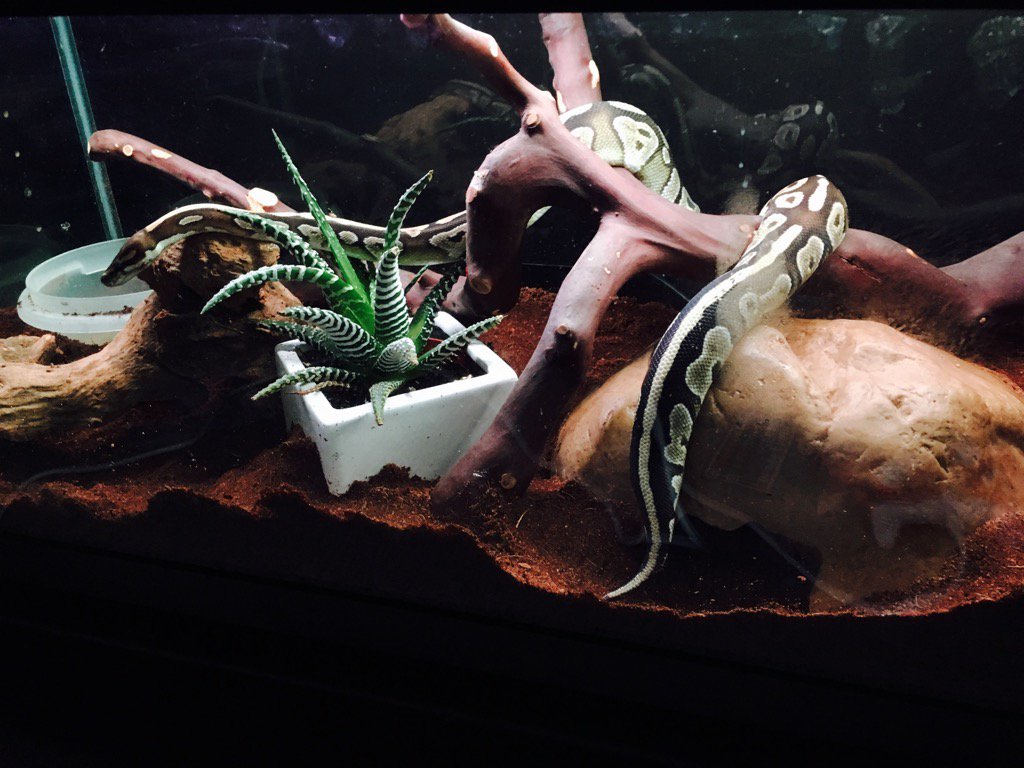 constrictorlab5's tweet image. Just out for a stroll in the fresh new home...
#mojaveballpython #ballpython #ballpythonsofinstagram #snakes