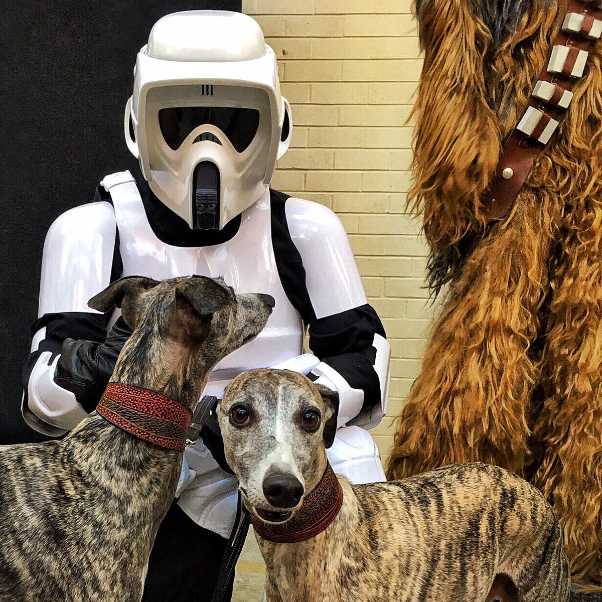 rogthewolfhound's tweet photo. "OMG all Dashi is thinking is destuffing Chewie and I'm thinking evil Storm Trooper #CAPexpo #visitcanberra #CBR https://t.co/PQXEiY2RU8