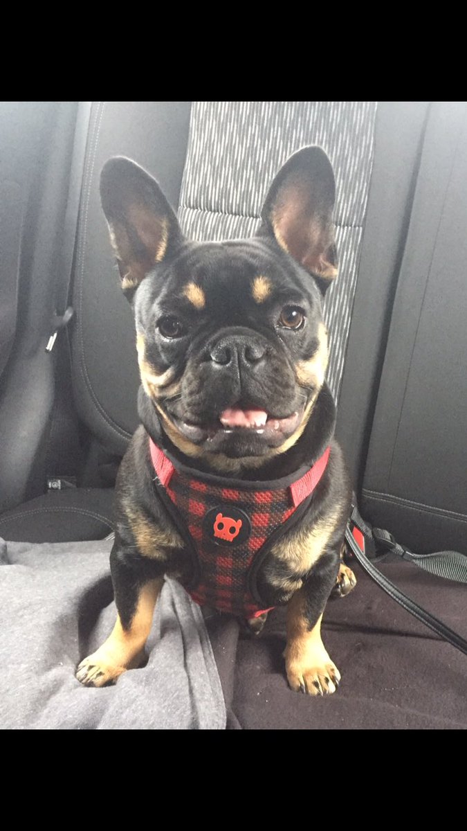 My 3 dogs have been stolen from my house last night please share and find my dogs:(