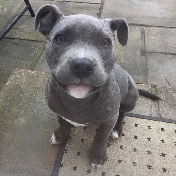 teacup staffordshire bull terrier