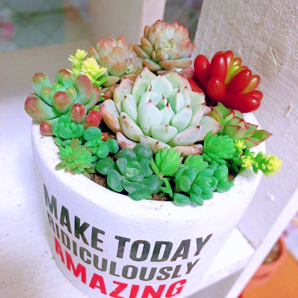 Min Succulent Succulents Echeveria Garden セリア セリア鉢 多肉植物 多肉 黒爪ザラゴーサ セダム エケベリア 寄植え T Co Kwkvsmpeq6 Twitter