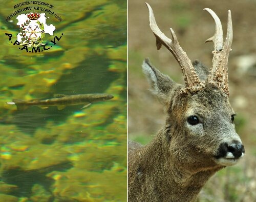 Piensas "Más vale pájaro en mano que ciento volando" No seas cutre, espera a la apertura de las vedas.
#JuegaLimpio.
