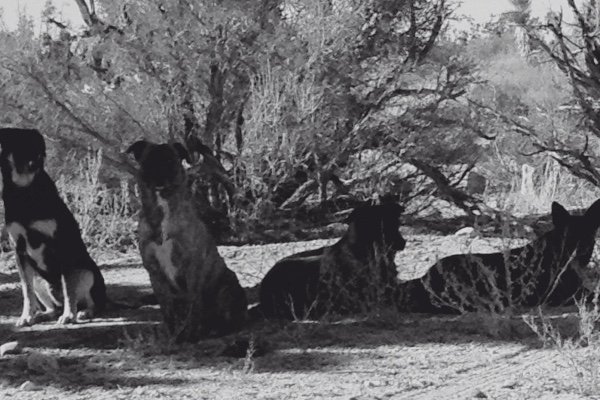 gofundme.com/6yrww9pw?utm_s…