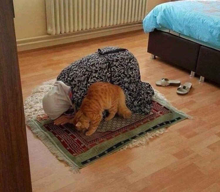 PoliceHalal's tweet photo. MachAllah Chaïma et Chat-ïma font la prière https://t.co/Z0r5GXsuZV