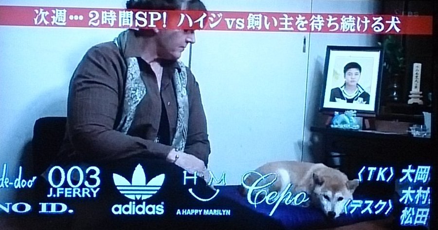 志村動物園のハイジはやらせなのか やらせ疑惑の真相を探る
