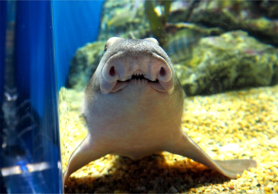 ツク之助 フトアゴ絵本発売中 Pa Twitter サメに強い大洗水族館 今なら企画展 つながるいのち でサメの卵をお触りできるのですごくおすすめ フワフワだったりツルツルだったり 触ってさらにわかるこの違い 四枚目はネコザメのブタバナ 大洗水族館 T Co