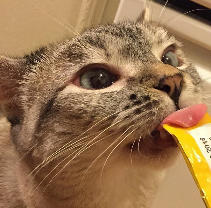 nala_catsof's tweet photo. Late snack nam nam nam 😄 
https://t.co/rgo32QUI5l https://t.co/Ext3SM26lX