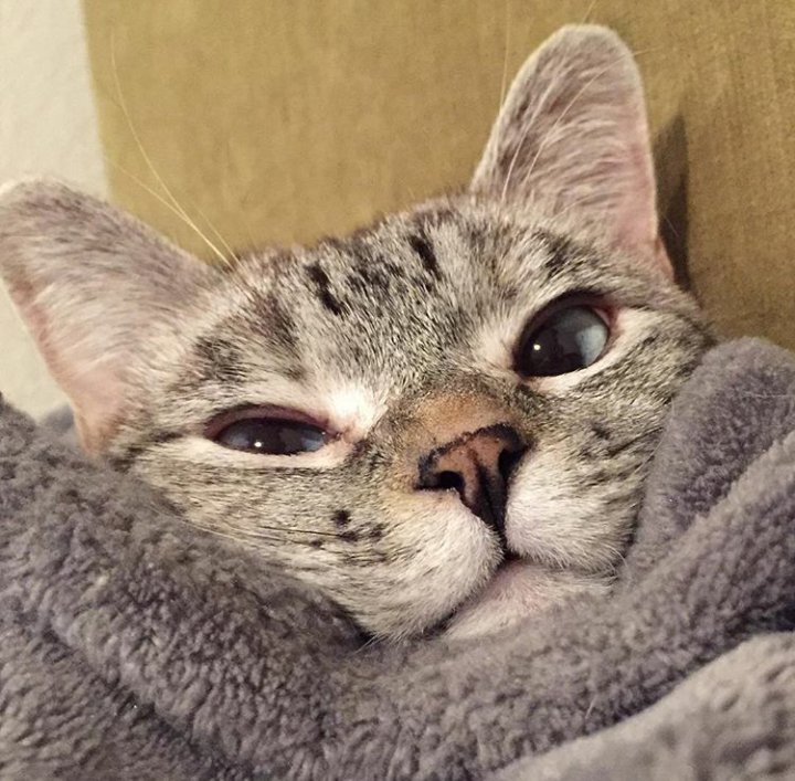 nala_catsof's tweet photo. Good night 😘😘
https://t.co/rgo32QUI5l https://t.co/Px4mBkaXNF