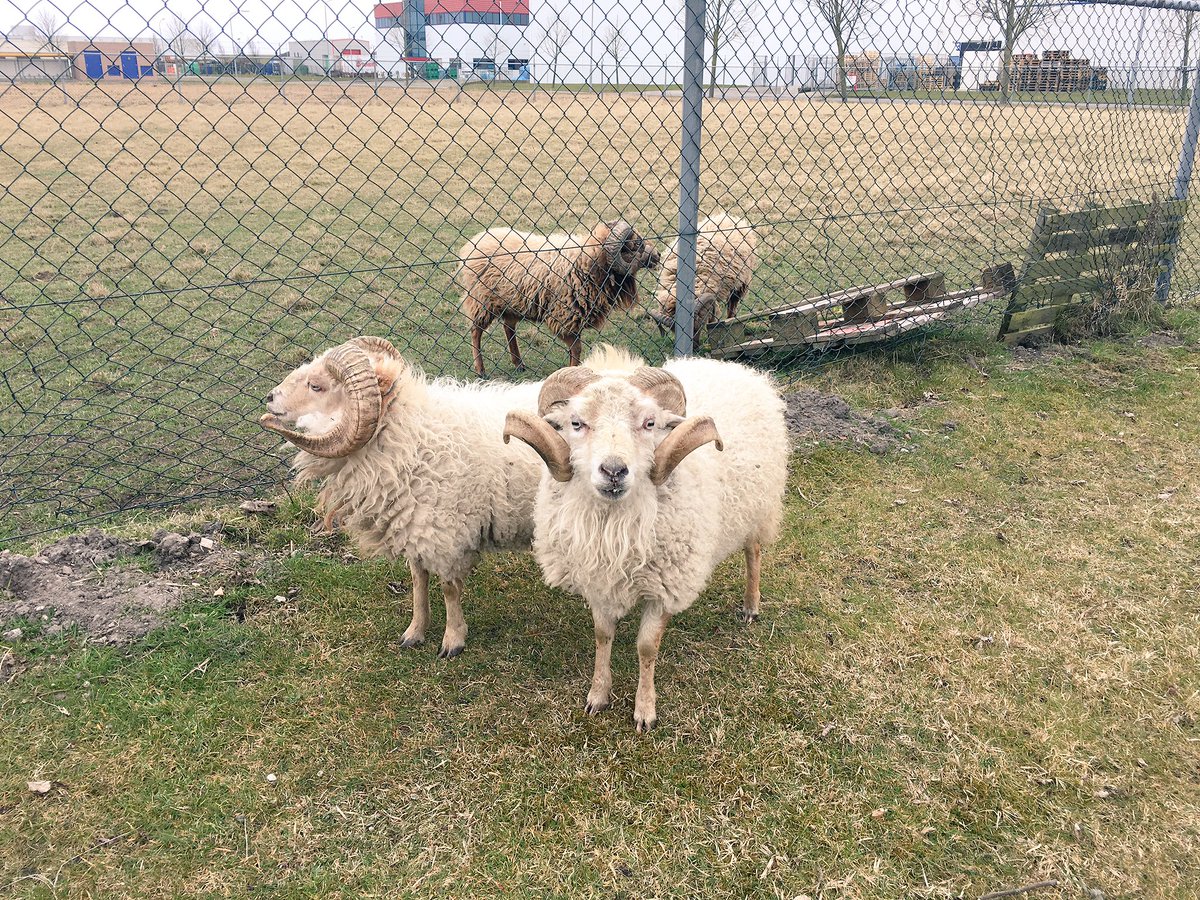 Wie kent er iemand van Van Diepen vis, de schapen zijn weer eens ontsnapt 😉 #retweet #schaapjeschaapjehebjewittewol
