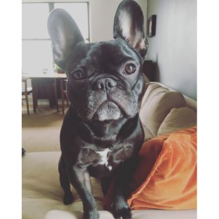 Frenchie_Cute's tweet photo. Is it playtime yet?
#frenchie #frenchbulldog #antdm #playtime #frenchiesofig #dogsofig https://t.co/FkVzInxDcF https://t.co/dREvIWilbP