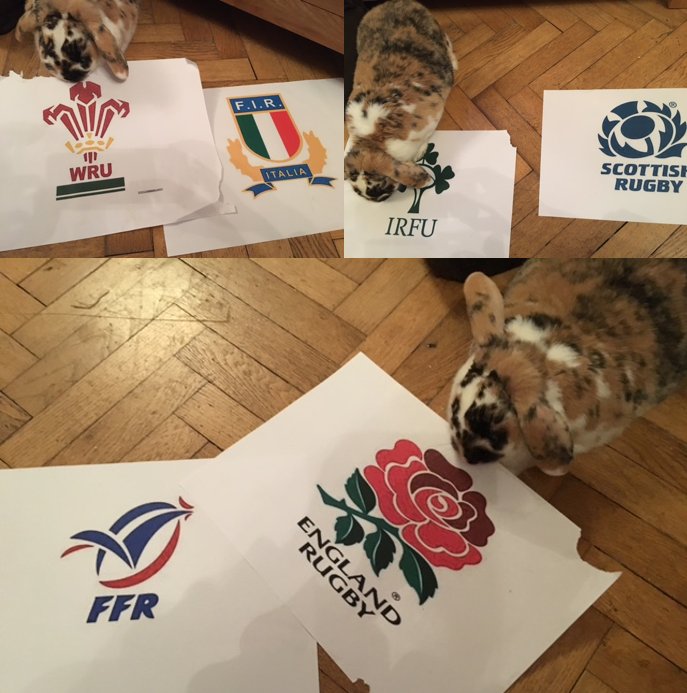 hoststudentsuk's tweet photo. The rabbit is at it again #AlfiePredicts #RBS6Nations #Round5 #RugbyLife @rbs_6_nations @EnglandRugby #Carrythemhome https://t.co/BMDeFkz4RB