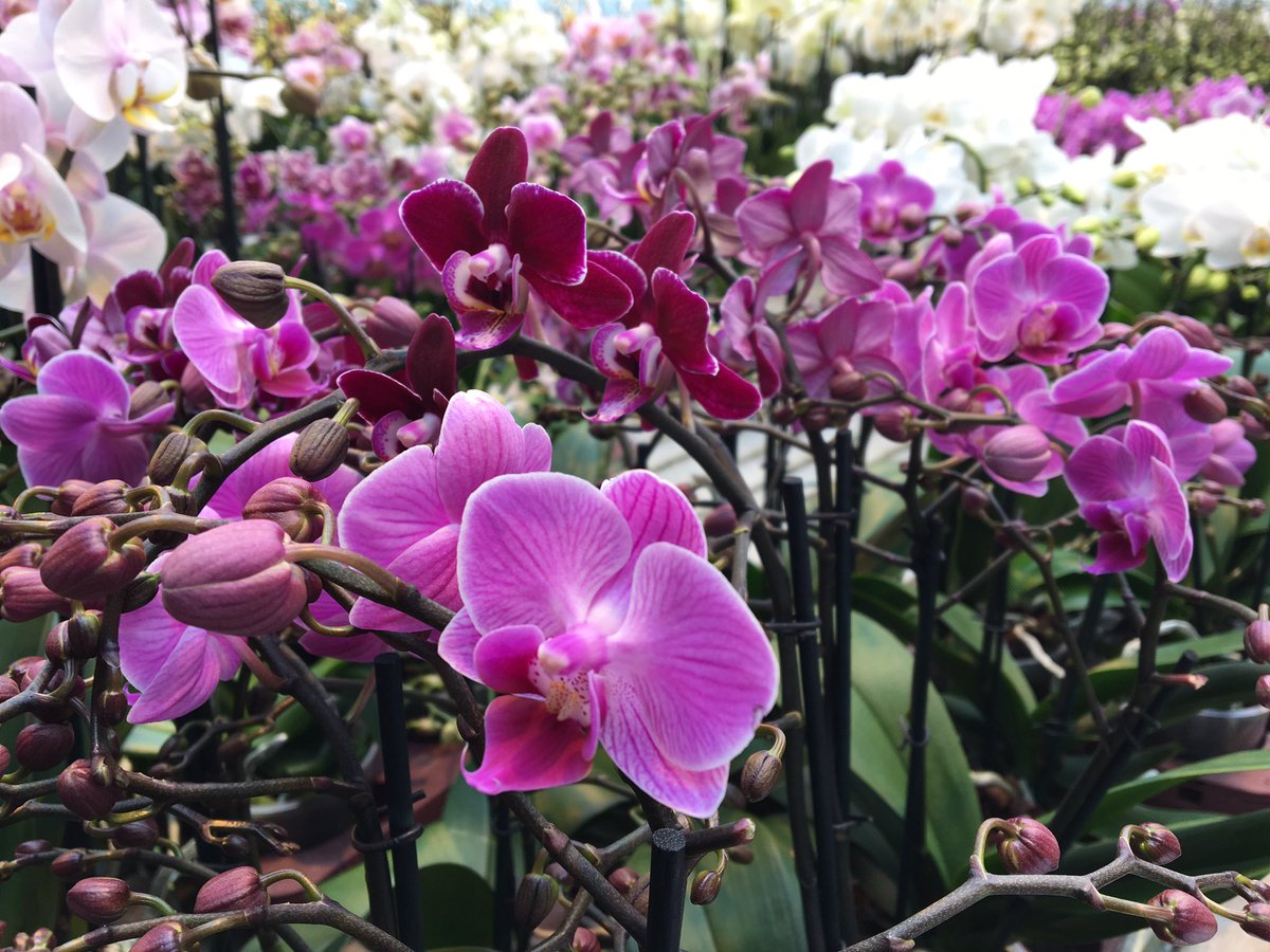 Sourcing orchids in Holland from top growers for #NeillStrainFloralCouture #belgravia. neillstrain.com