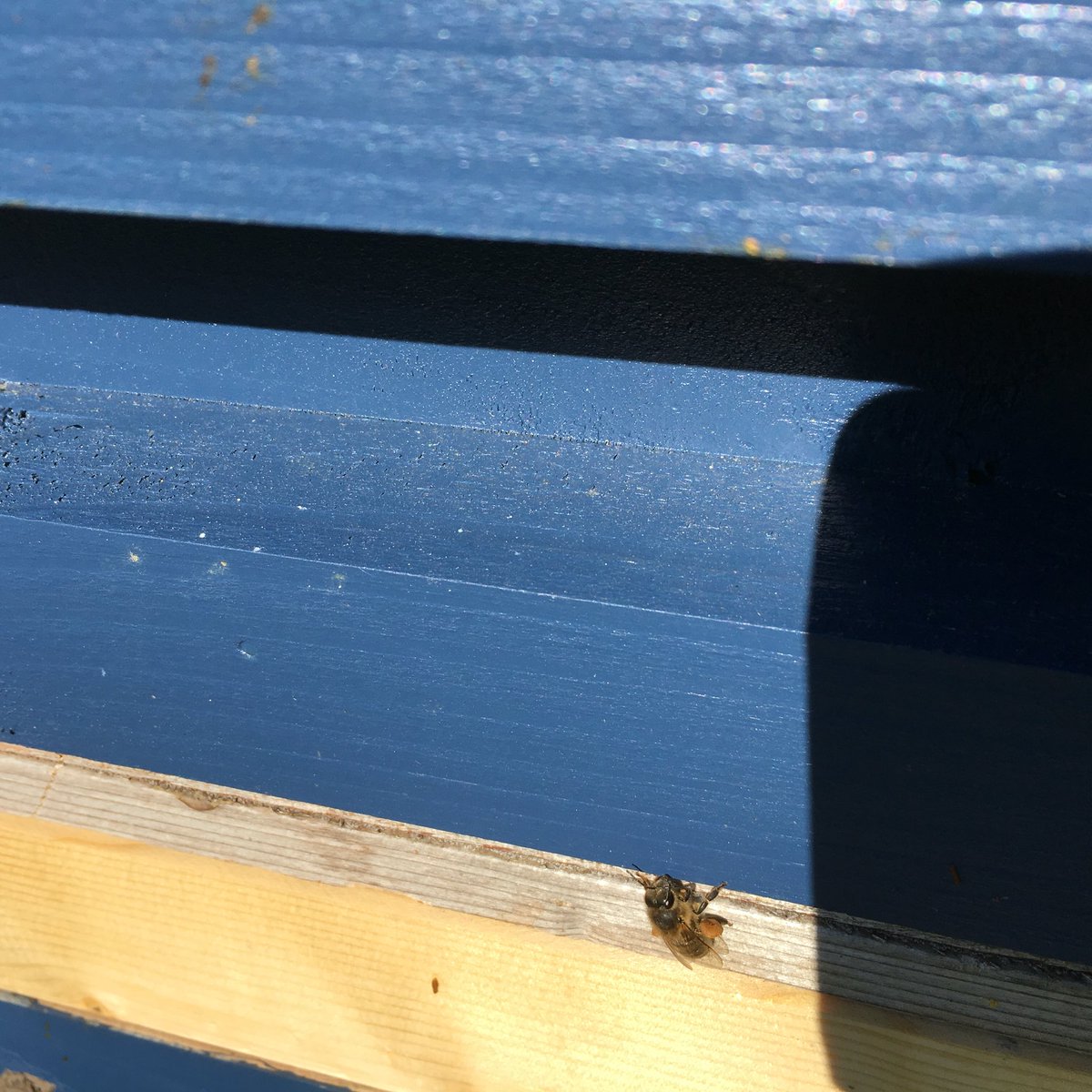 Sun shines, bees buzzing, early thoughts of honey