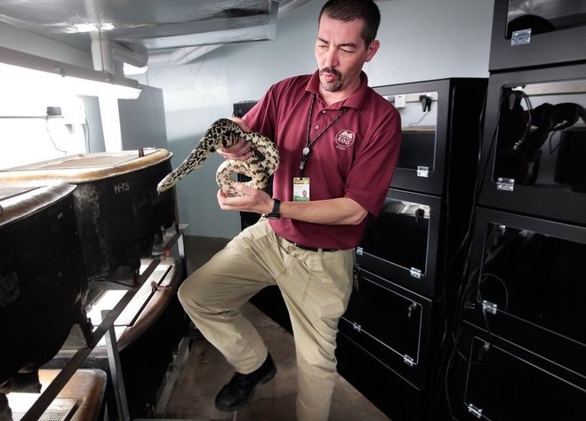 hippos901's tweet photo. The #herpetarium grand reopening is today! Meet our friend the #LouisianaPineSnake. We promise he's not an asp. -B https://t.co/oIBeJmGlbL