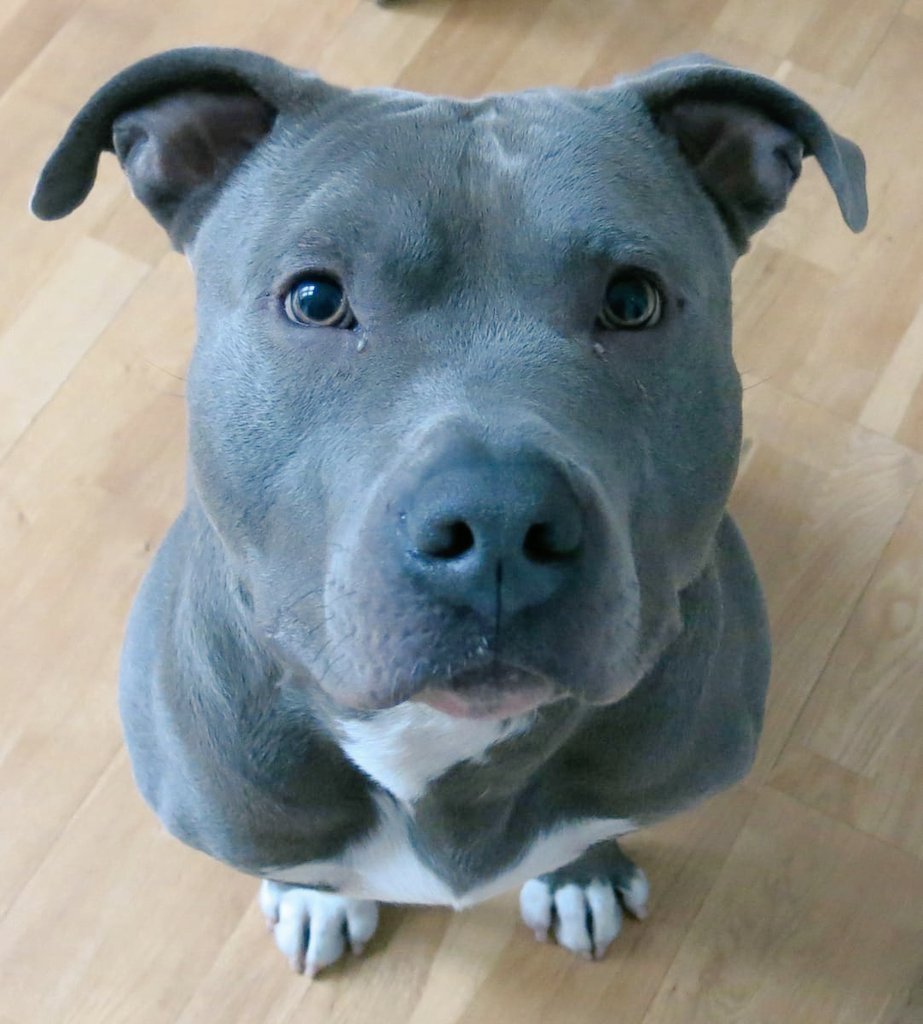 Albums 93+ Pictures Blue American Staffordshire Terrier Puppies For