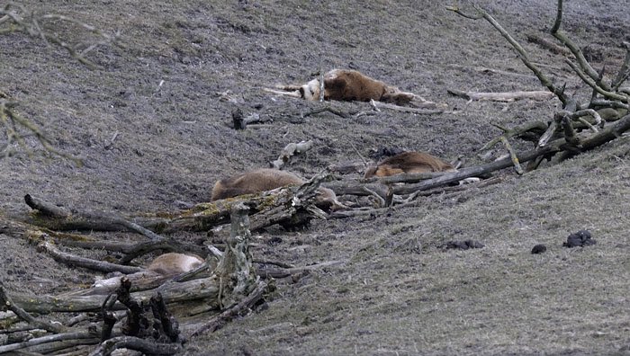 mariannezw's tweet photo. Boeren mogen niet zelf bepalen hoe lang een kalf bij de moeder blijft. Maar dit mag wel in Nederland. Snap jij het? https://t.co/kzHogBGFsV