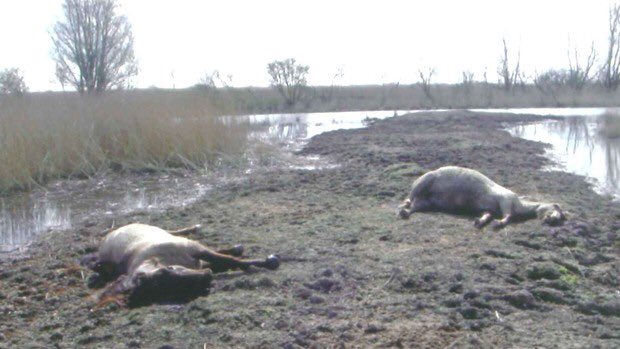 mariannezw's tweet photo. Boeren mogen niet zelf bepalen hoe lang een kalf bij de moeder blijft. Maar dit mag wel in Nederland. Snap jij het? https://t.co/kzHogBGFsV