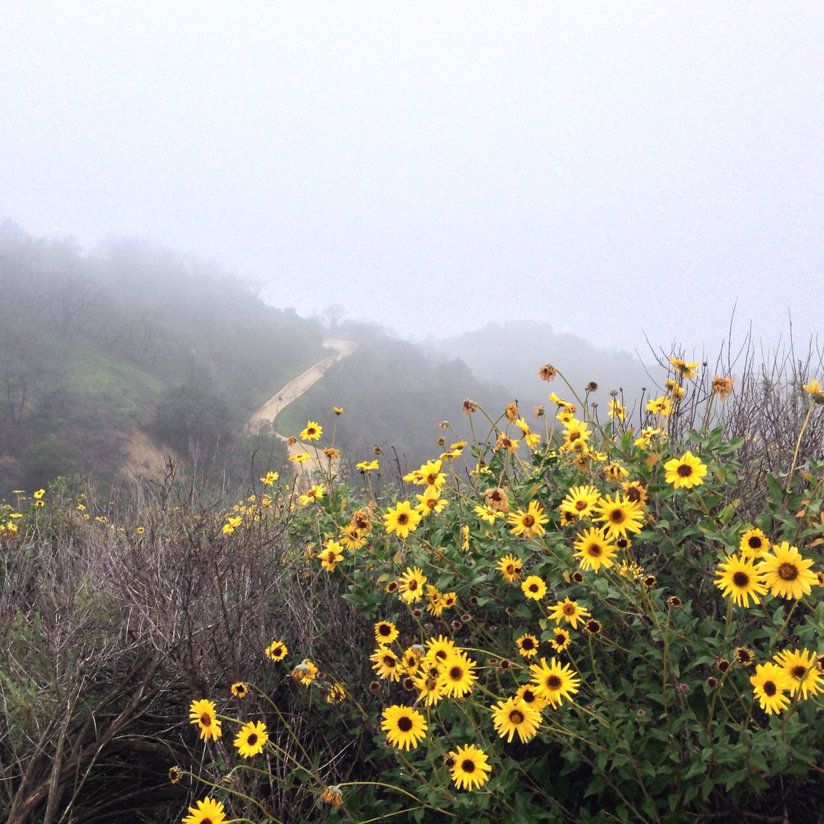 artouthouse's tweet photo. Fog Daisies #hiking https://t.co/gDu7V7bafF