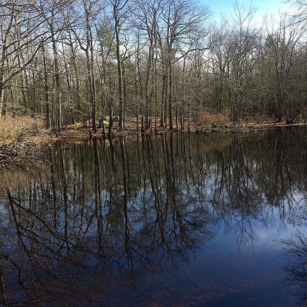 Vernal pool, Case Mountain. ift.tt/25bBP3l