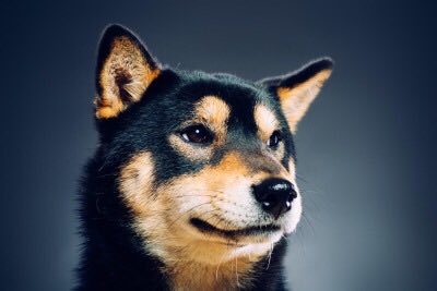 ShibaPics's tweet photo. This is Akiko! ☺️ https://t.co/r456Jx8PlT