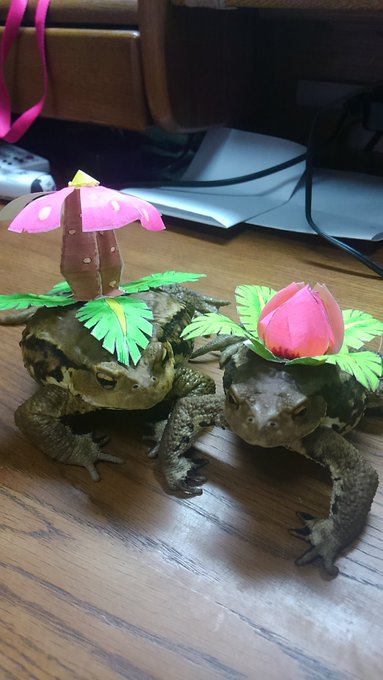 ポケモンの世界が現実に ヒキガエルで再現したフシギバナの攻撃が炸裂 Togetter
