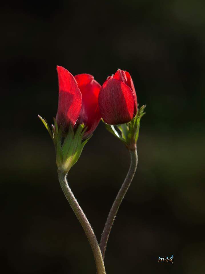 ......UNUTMA AŞKIMMM!
KADIN....
YALNIZCA 
SEVDİĞİ ADAMA...
ÇOK ŞANS VERİR....