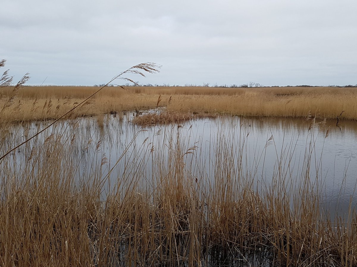 Listening to booming bitterns 19/3/16 <a href="/SupportNWT/">NWT — OLD ACCOUNT, NOW @NorfolkWT</a> @gregveness1 #bittern #wildlife #Springwatch