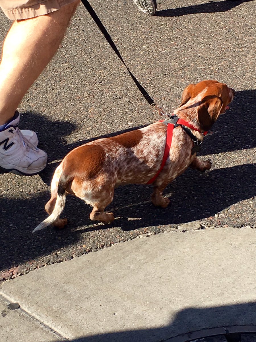 tylerrives's tweet photo. I don't know if this little guy is going to make it all 3 miles! #phxheartwalk https://t.co/GKsr3i9W7k