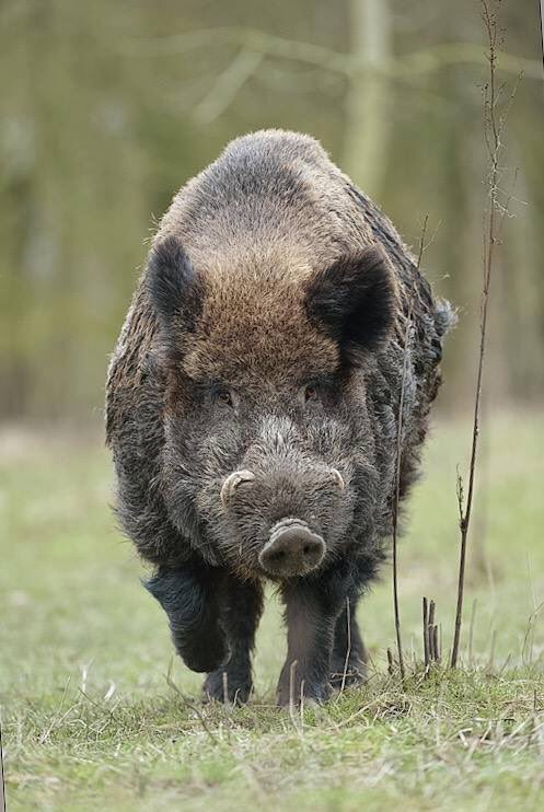 France Chasse (@france_chasse) on Twitter photo 
