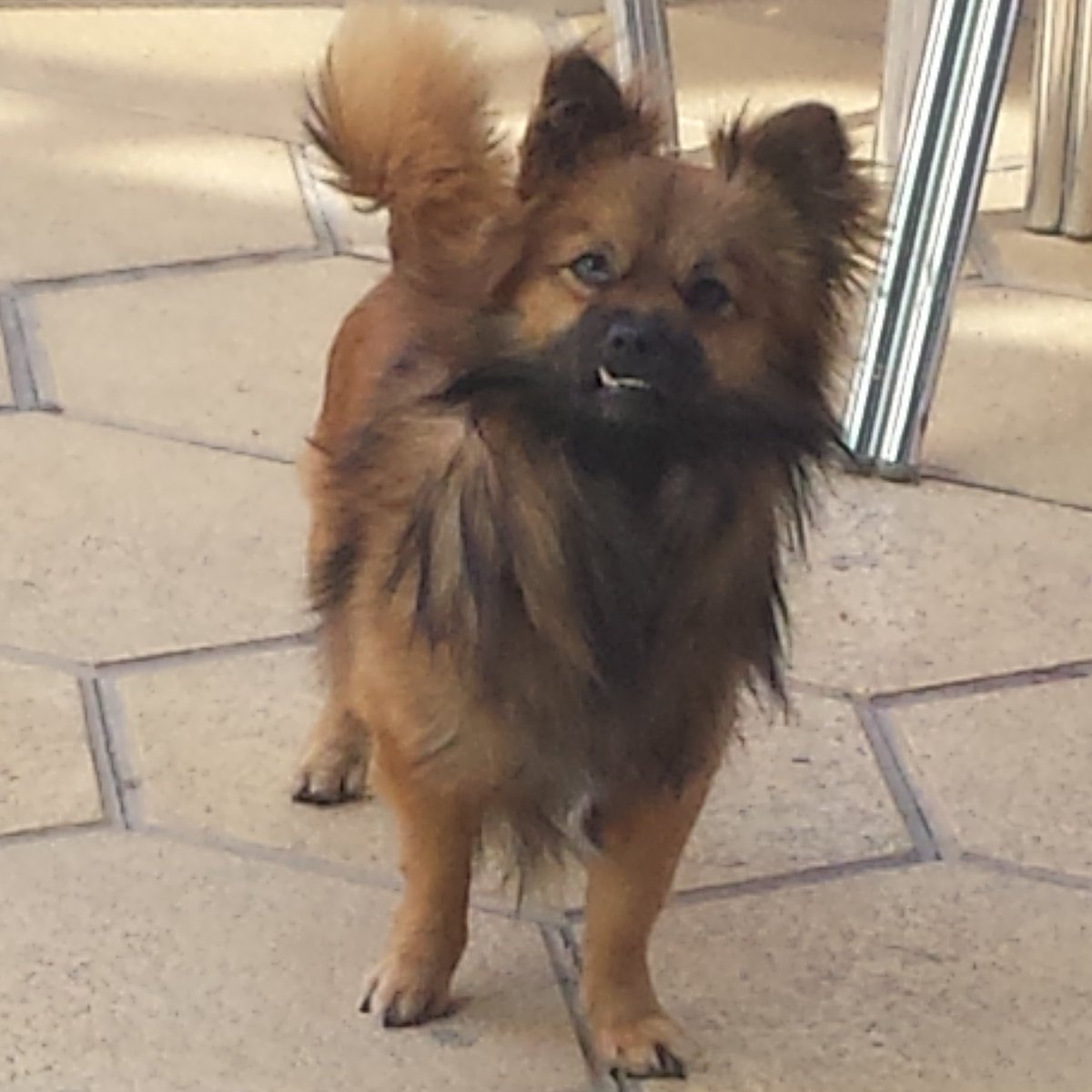 MascotaGenial's tweet photo. ¿Que haces tomándome una foto? https://t.co/NvLyffrka8