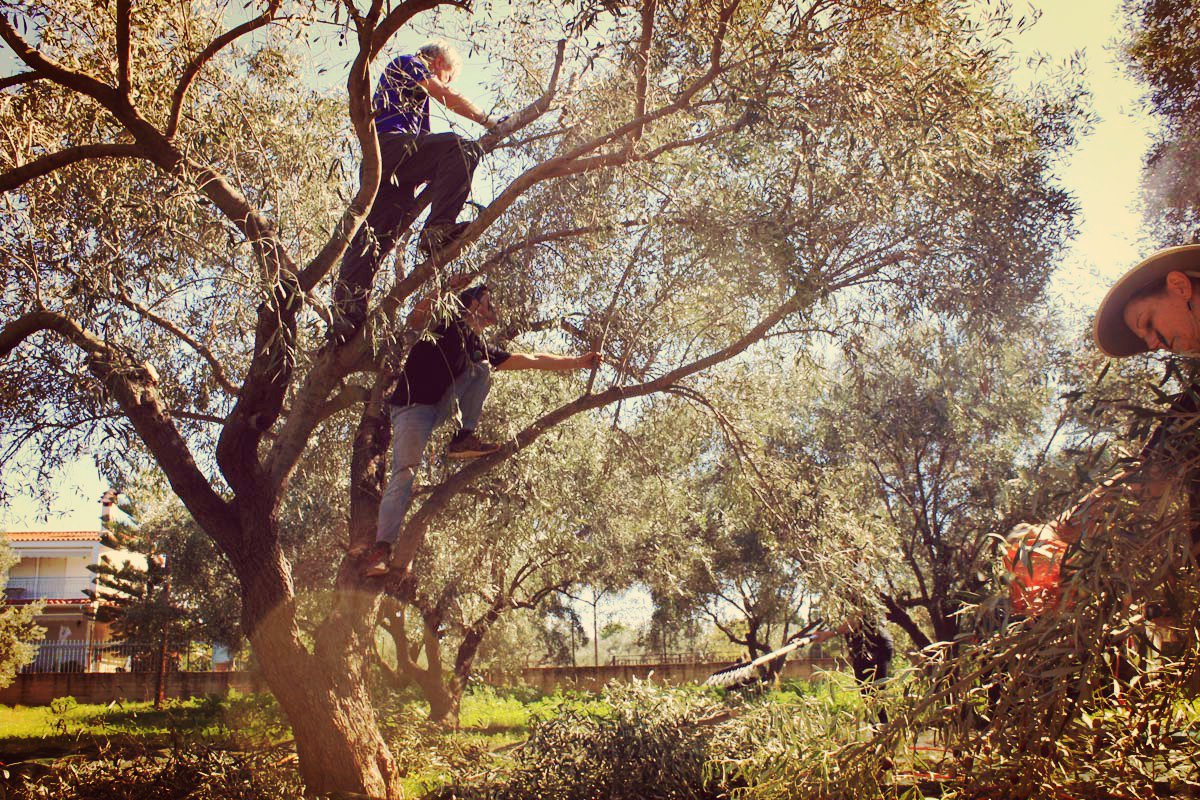 explore_evia's tweet photo. Come one with the #nature by #harvesting the #olive #trees . Check our plan of #agrotourism https://t.co/vgQ76G2oRK https://t.co/1YYkffIRO4