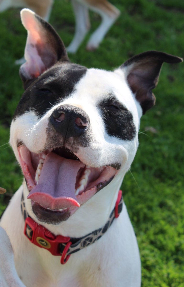 sunneeone_w's tweet photo. @RPNC_rescue Patch will be at @petfoodexpress today. Come Meet him!! #bestdogever https://t.co/wb43mVNYiG