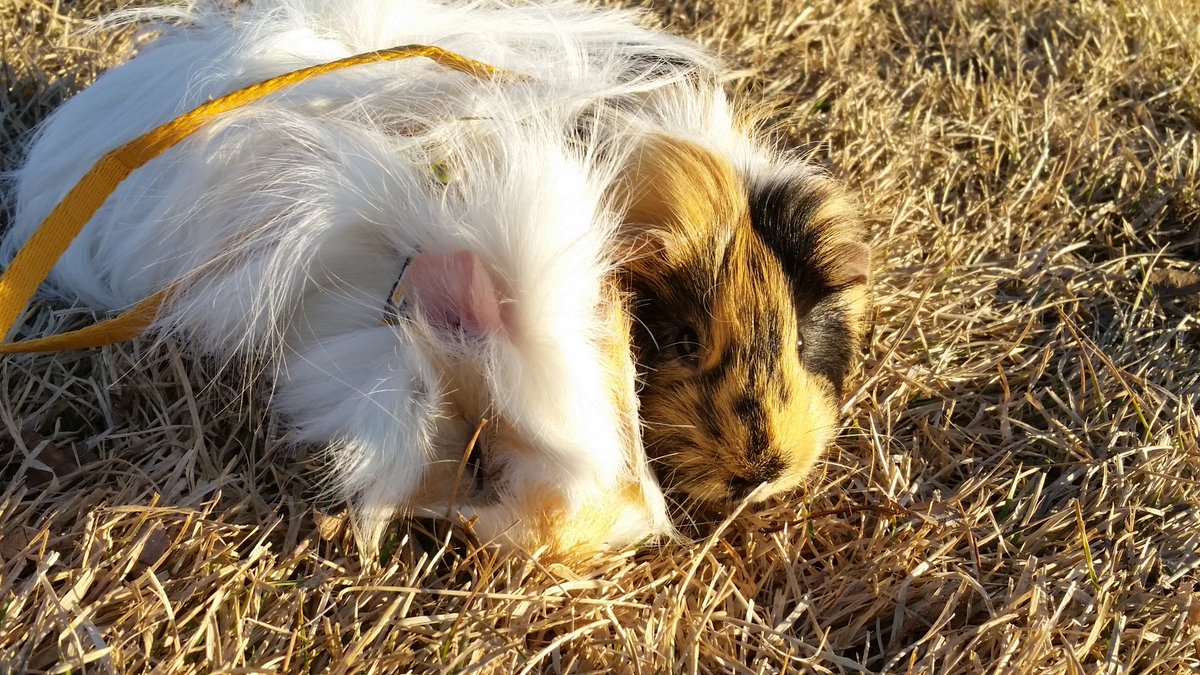 Guinea pig adventures 
#cutenessoverload #allthegrasstoeat