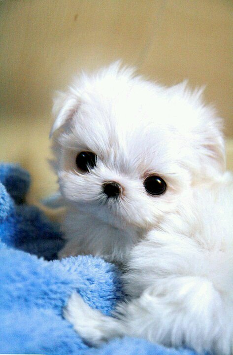 <a href="/bettinaschroed5/">Bettina Schroeder</a> Thank you my dearest friend! Wishing you a lovely weekend! 🌼🌹💗💗🌼🌹💗💗🌼🌹