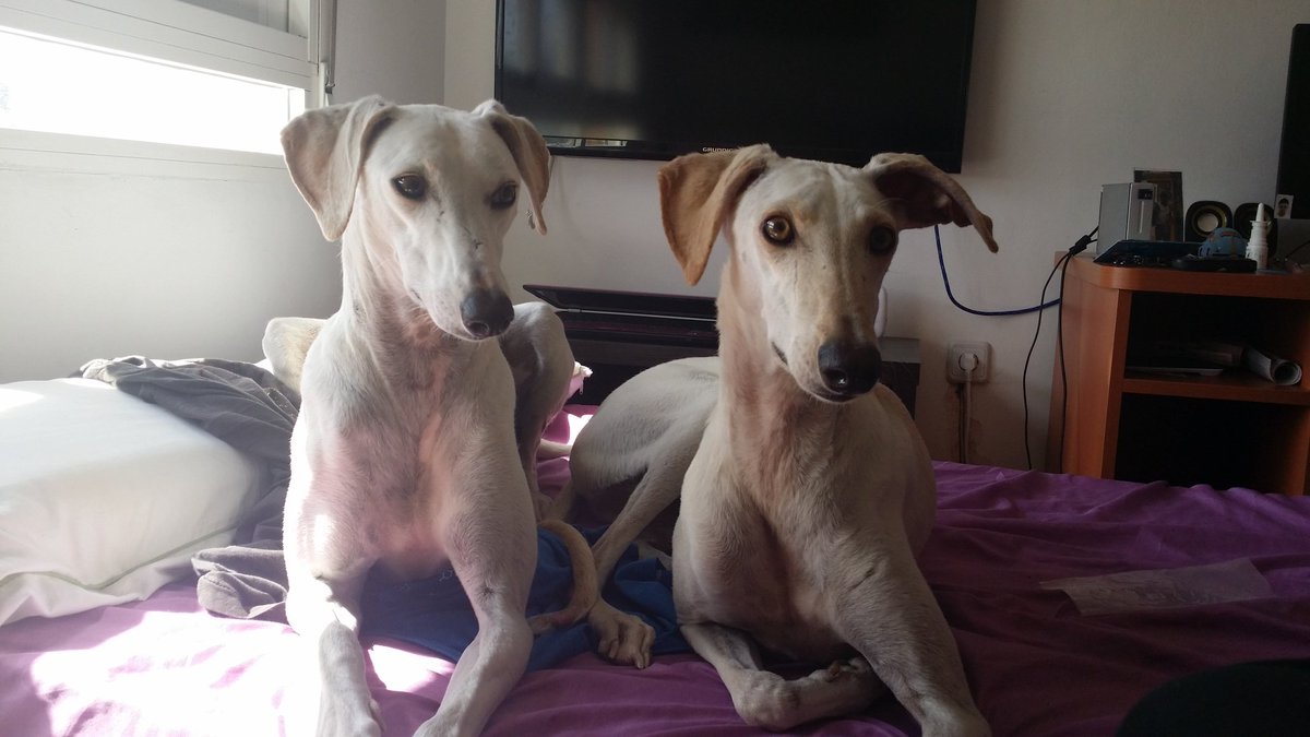 AdopcionesANUA's tweet photo. CON TODO NUESTRO DOLOR, HILO Y BOTÓN SE TENDRÁN Q SEPARAR.
Llevan 2 años esperando 1 adopción conjunta que no llega. https://t.co/2GY4g7ZKnV
