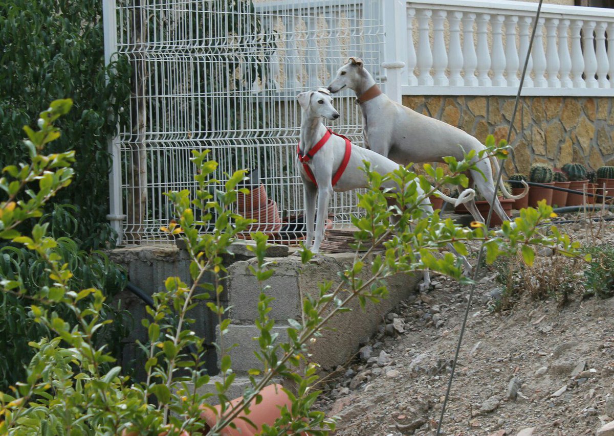 AdopcionesANUA's tweet photo. CON TODO NUESTRO DOLOR, HILO Y BOTÓN SE TENDRÁN Q SEPARAR.
Llevan 2 años esperando 1 adopción conjunta que no llega. https://t.co/2GY4g7ZKnV