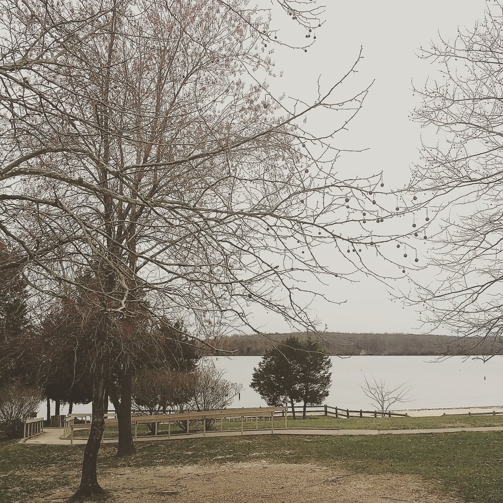 Ranger_Mariya's tweet photo. The sycamore buds are out this today :D #sycamore #tree #LakeAnnaStatePark @VAStateParks https://t.co/6MuchUi7SX