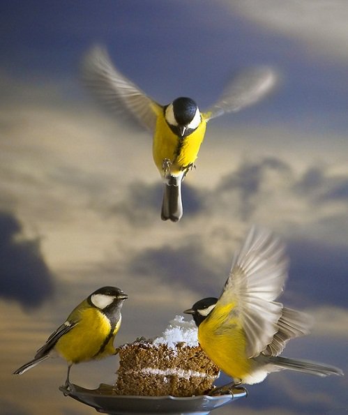 Много синичек на ветке. Три синички танцевали. Три синички танцевали на лугу. Три синички танцевали ноты. Три синички ноты для фортепиано.