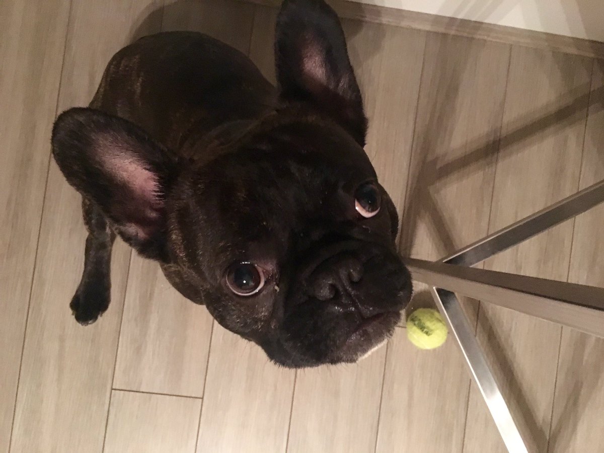 harpgosal's tweet photo. The vacuum cleaner is waiting for crumbs! #frenchie #alwayshungry https://t.co/BppitQCY5m