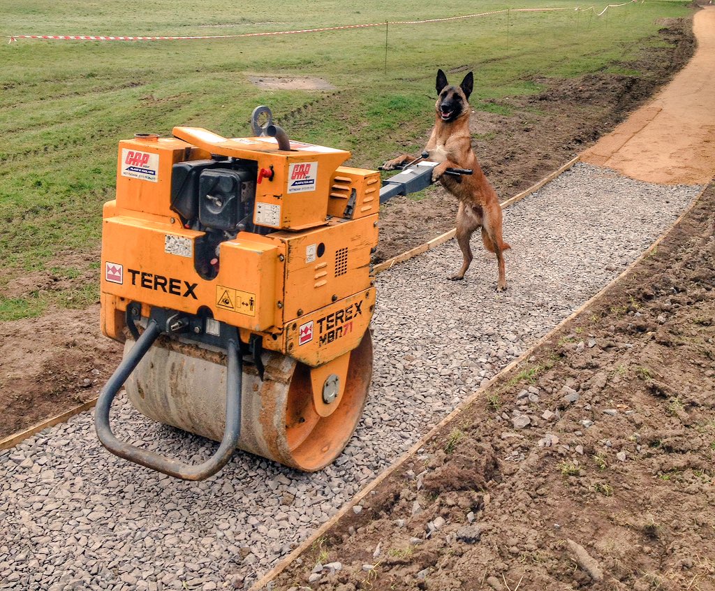 KnotweedDogs's tweet photo. "I'll just finish rolling this hardcore, then I'm all yours" says Kai.
Working dogs are happy dogs!! 🙂 #Malinois https://t.co/OwSEBmh0qk