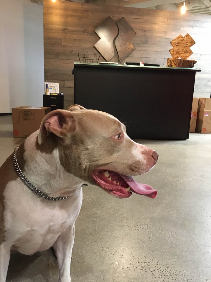 RemingtonDog's tweet photo. Weekend warrior at @TeamRubicon's new National Office. How else does shit get done? https://t.co/4pcHrpoPpx