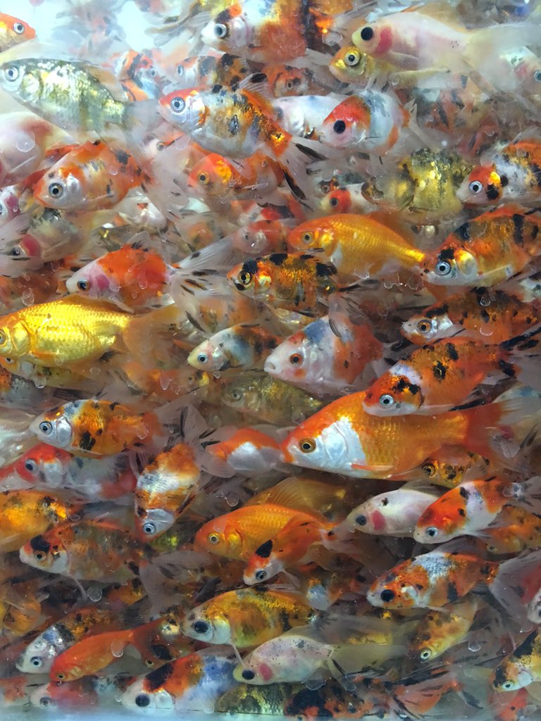 ssanazzz's tweet photo. #goldfish #TimeToVisitIran #Iran #1395 #happynowruz #nowruz Happy new year .Have you bought your gold fish?😄🐟🐠 https://t.co/R43aK9lOe5