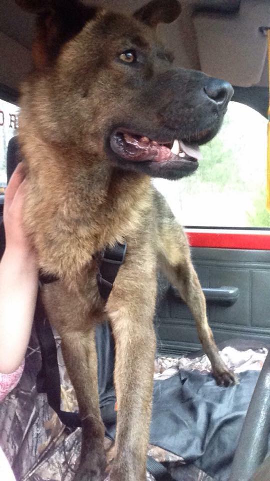 SheffieldAM's tweet photo. Anyone in #Melbourne or #cocoa FL PLEASE look for this #lostdog 😖 His name is Jacob. call 6783335686 #lostandfound https://t.co/raUMNWyJD1