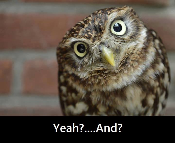 norfolkwildenc's tweet photo. Some funny owl pics... @BeingBoycie @Linzi876 @paulzerdin https://t.co/ObgpaljWJr