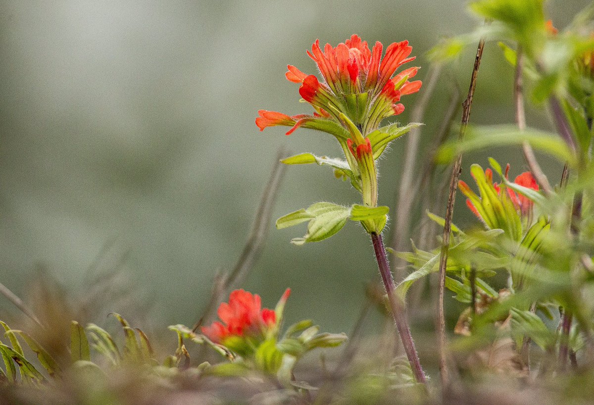 dmontesino's tweet photo. Spotlight is on spring as prairie-fire blooms paint #Longbranch pastures red #SpringInWashington https://t.co/hjGeNfyUw6