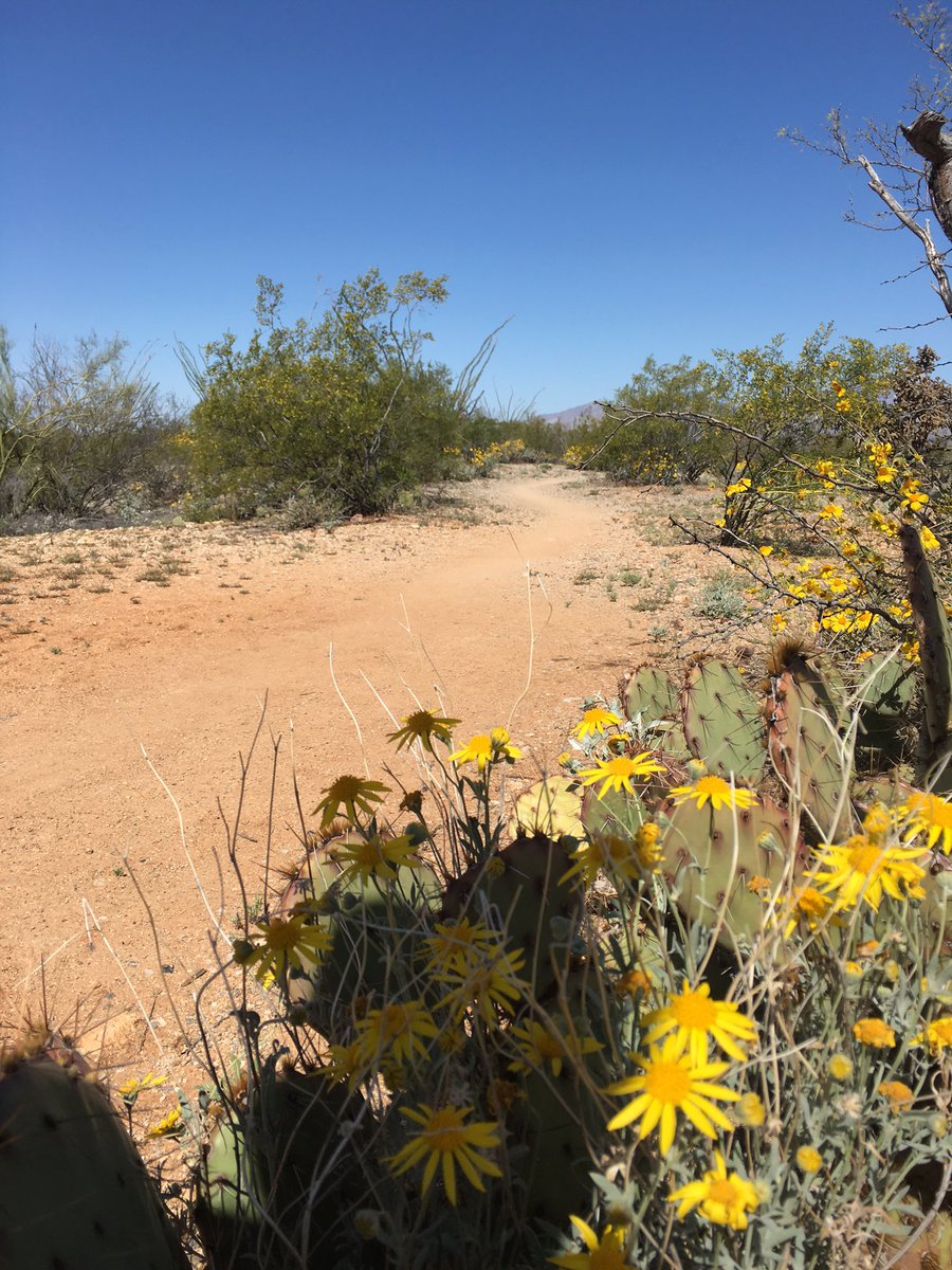 Run_SteveC's tweet image. Great spring run in the Tucson dessert