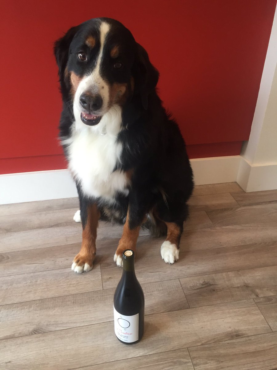 #Mollysays #winedog...Le Justice is tasting yummy!