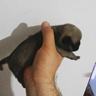 Joy_PhotoCam's tweet photo. #pug #cutepug #bbpug https://t.co/6SPOAFzlUr https://t.co/RxE0R1LzFk