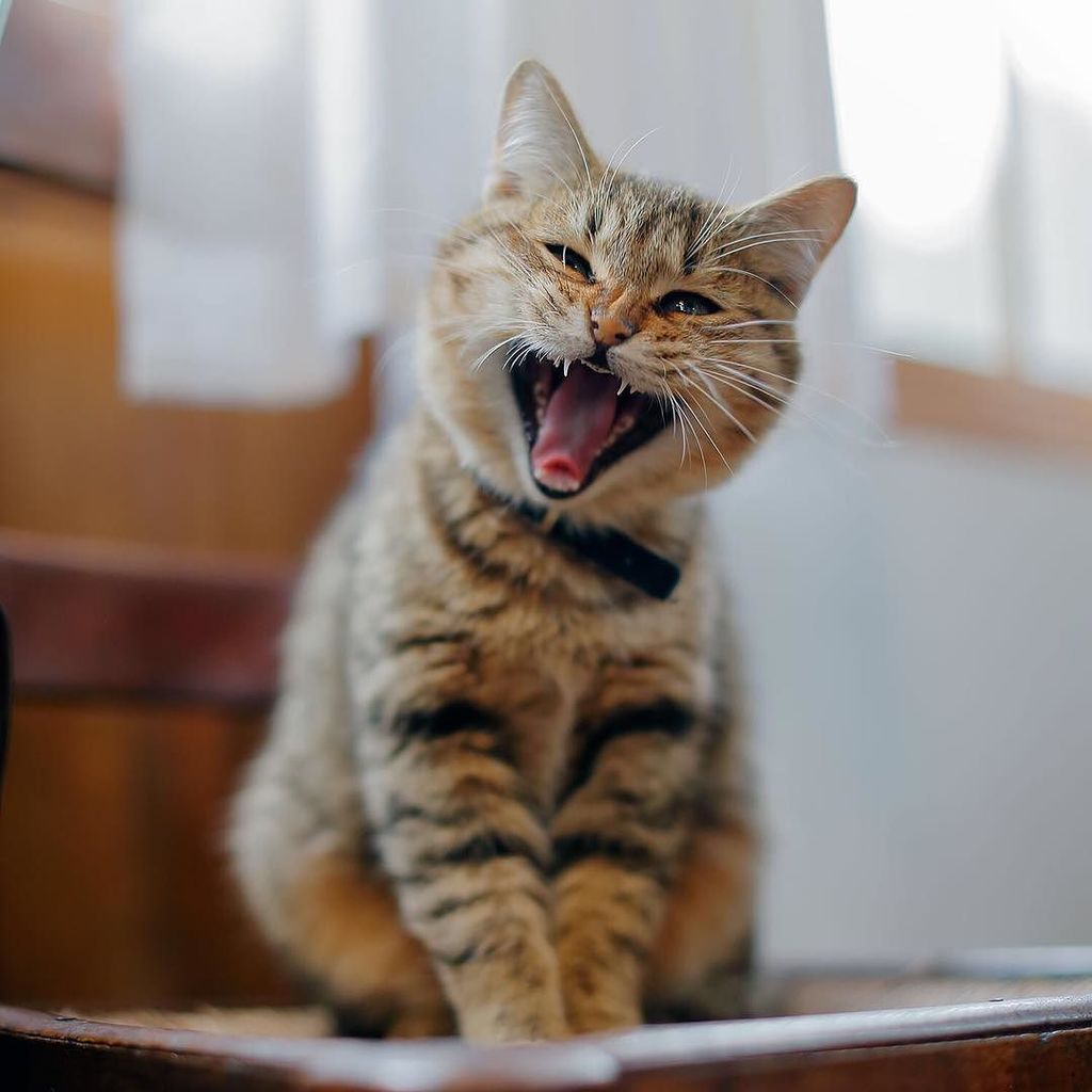 プンクマ 写真展 薔薇の森の猫たち を開催します 日時 16年3月31日 木 4月18日 月 場所 ドリプレローズガーデン 千葉県君津市大野台815 85 今回はねこ休み展の時の T Co Rszz7qxaxz T Co Yf0dcu5gw3