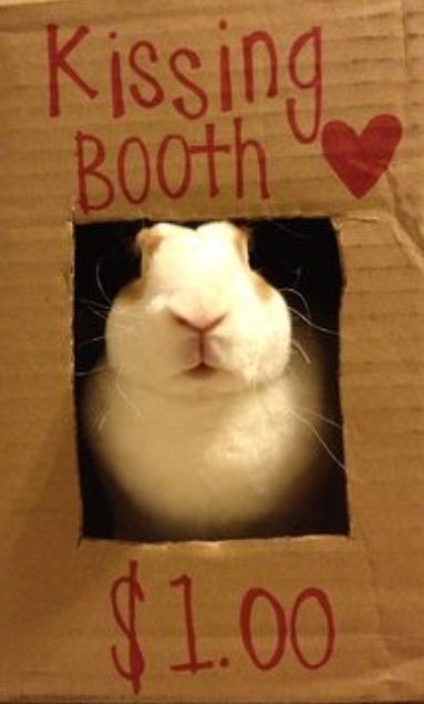 HamMusicalBunny's tweet photo. I love all my ham-loving followers! Ignore the $1, y'all get free bunny kisses 😘🐰 https://t.co/7065Z6NuVv